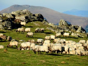 Sheep-ful Pyrenees