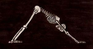 It's all about the bones. Image credit: Adho Mukha Svanasana by Nick Matthaes 2010 