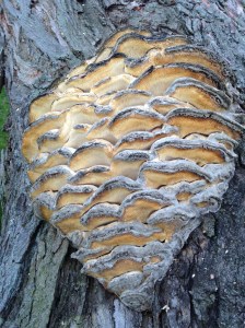 Something I didn't notice for a long time. Now it's gone. 