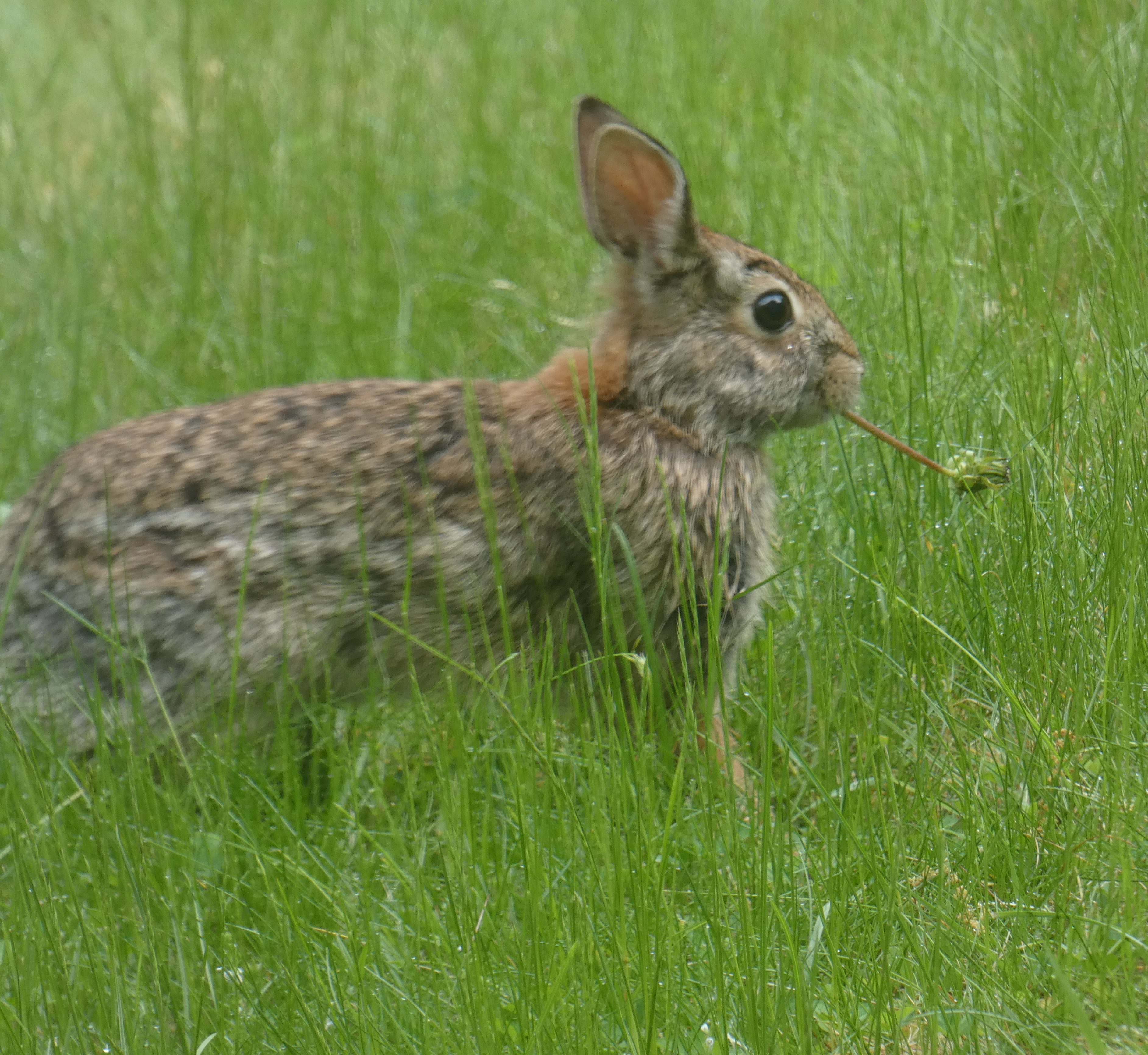 What it Really Means to “Eat Like a Rabbit” | à la carte spirit by ...